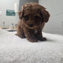 Micro boy Cuddles - Red male Cavapoo puppy in Washington from Mt.BakerPoodles&Doodles