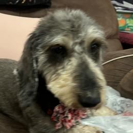 Dachshunds from Pams Puppies