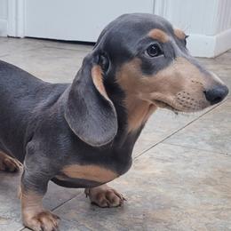 Forest - Blue and cream male Dachshund puppy in Randolph, Texas from Spindle's Little Treasures