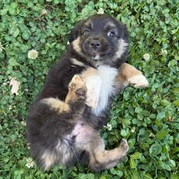 Billie - Black tri male Miniature Australian Shepherd puppy in Shingletown, California from Whiskeytown Aussies