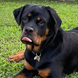 Rottweilers from Von der Keil German Rottweilers