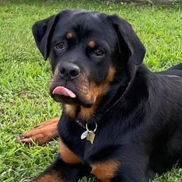 Rottweilers from Von der Keil German Rottweilers