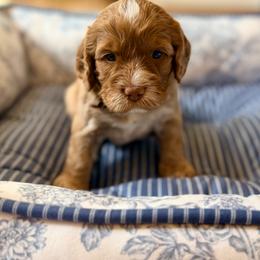 Woody - Caramel red male Australian Labradoodle puppy in Summerfield, North Carolina from Four Oaks Labradoodles