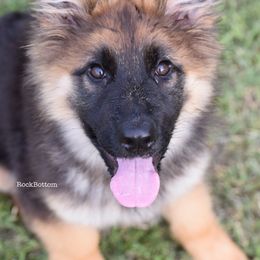 German Shepherd Puppies from Rock Bottom Ranch