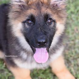 German Shepherd Puppies from Rock Bottom Ranch