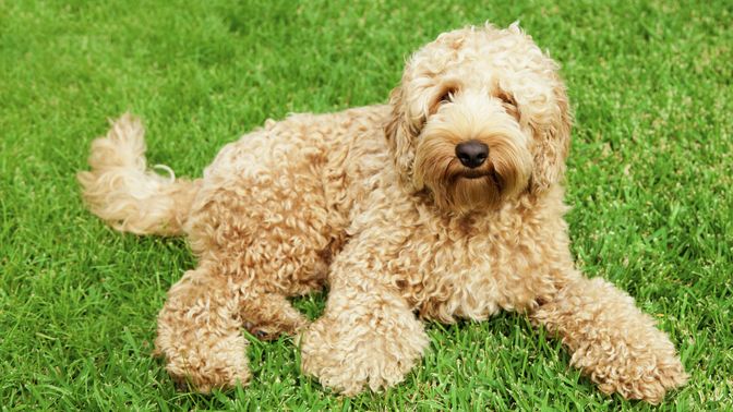 Australian Labradoodle
