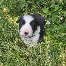 Erden - Black and white male Border Collie puppy in Max, Nebraska from Stag Valley Homestead