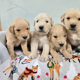 Golden Retriever puppies from Dogs of Diamond B