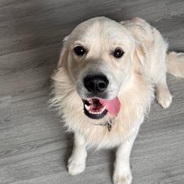 Macklin - Light golden male Golden Retriever puppy in Roca, Nebraska from Oak Haven Goldens