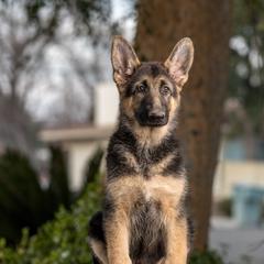 Cardigan Welsh Corgi and German Shepherd Puppies from Sogne Fjord German Shepherds & Cardigans