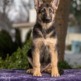 Cardigan Welsh Corgi and German Shepherd Puppies from Sogne Fjord German Shepherds & Cardigans