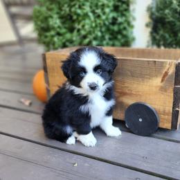 Miniature Australian Shepherds from Penn Creek Farm