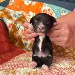 Girl 2 - Black and white female Havanese puppy in Reese, Michigan from Windy Hill Havanese