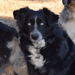 Willow - Miniature Australian Shepherd