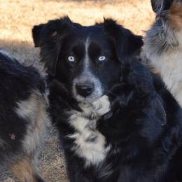Willow - Miniature Australian Shepherd