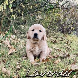 Lavender - Dark golden female Golden Retriever puppy in Salem, Virginia from Virginia Goldens