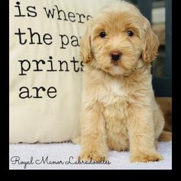 Boy 1 - Apricot male Australian Labradoodle puppy in Florence, New Jersey from Royal Manor Labradoodles