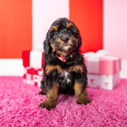 Jennifer-Pink - Phantom female Bernedoodle puppy in Casper, Wyoming from 307 Doodles