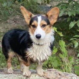 Central Asian Shepherd Dogs and Pembroke Welsh Corgis from Crazy 8 Corgis
