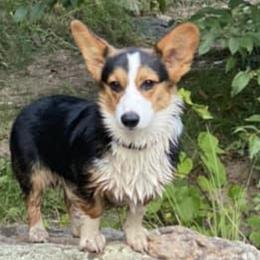 Central Asian Shepherd Dogs and Pembroke Welsh Corgis from Crazy 8 Corgis