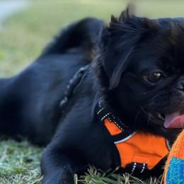 Pugs from Jonas Pug Cartel