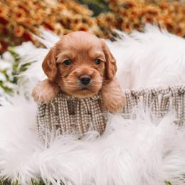 Green Boy Cavapoo - Apricot male Cavapoo puppy in Mckinney, Texas from Doodles of North Tx