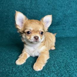 Chihuahua Puppies from Walley Farms