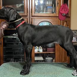 Great Dane Puppies from Hladik Great Danes