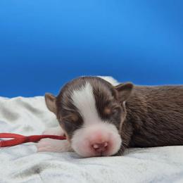 Red Collar Female - Red tri-color female Miniature American Shepherd puppy in Lexington, Kentucky from Deuce's Den