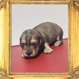 Queen Camilla - Cream female Dachshund puppy in Splendora, Texas from Ram’s Kennels
