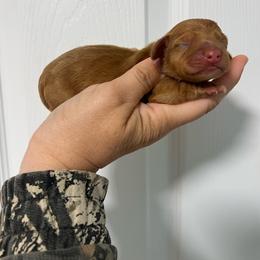 Boy 1 - Dapple male Dachshund puppy in Bismarck, Missouri from Kalua's Doxies