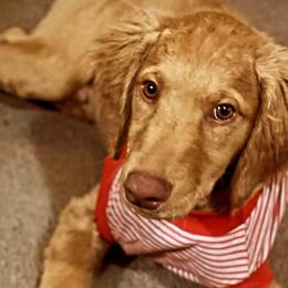 Goldendoodles from Westmorelandislandpups