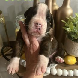 Boxer Puppies from Happy Go Boxers