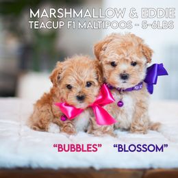 Maltipoo puppies from Family Doodles