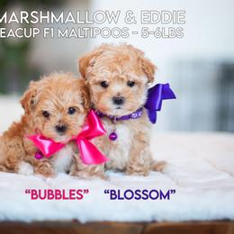 Maltipoo puppies from Family Doodles