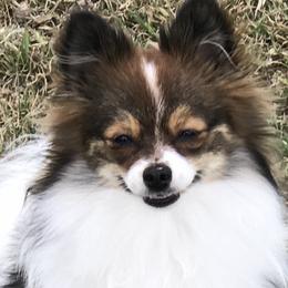 Sophie - Pomeranian