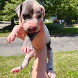 Ollie - Harlequin male Great Dane puppy in Marshall, Michigan from Dream K9