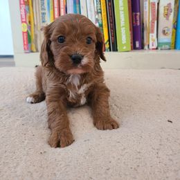 Duke - Red male Cavapoo puppy in Atmore, Alabama from Gulf Coast Puppies