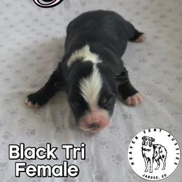 Perla - Black tri female Miniature Australian Shepherd puppy in Jaroso, Colorado from Heaven Sent Aussies