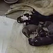 Borzoi Puppies from Chase N' Dreamz Borzoi