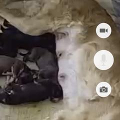 Borzoi Puppies from Chase N' Dreamz Borzoi