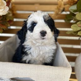 Australian Labradoodle, Bernedoodle, and Cockapoo Puppies from Dream Doodles and Cockapoos