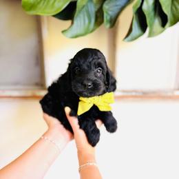 Cypress - Petite - Black male Goldendoodle puppy in Elizabethtown, Kentucky from Reddy Poodles & Doodles