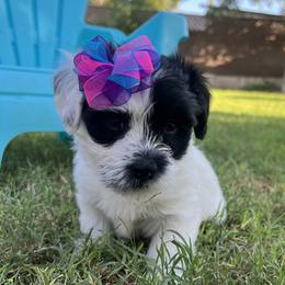 Stormy Female AVAILABLE - Black and white female Havanese puppy in Monahans, Texas from Homeward Havanese, LLC