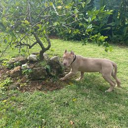 American Bully and American Pit Bull Terrier Puppies from Terminal Velocity Kennels LLC
