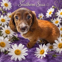 Daisy Mae - Dachshund