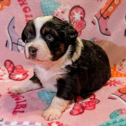 Jammy - Black tri female Toy Australian Shepherd puppy in Shepherd, Texas from GAMALA Farm & Kennels