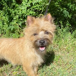 Jazzy - Cairn Terrier