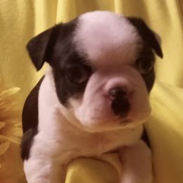 Boston Terriers from "Got A Shot"