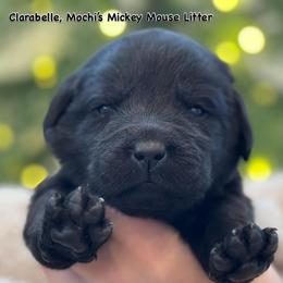 Clarabelle - Black female Labrador Retriever puppy in Owosso, Michigan from Bennington Retrievers